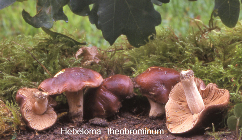 Hebeloma theobrominum-amf881.jpg - Hebeloma theobrominum ; Syn: Hebeloma truncatum ; Nom français: Hébélome tronqué